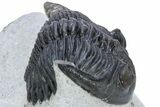 Detailed Hollardops Trilobite - Visible Eye Facets #230440-5